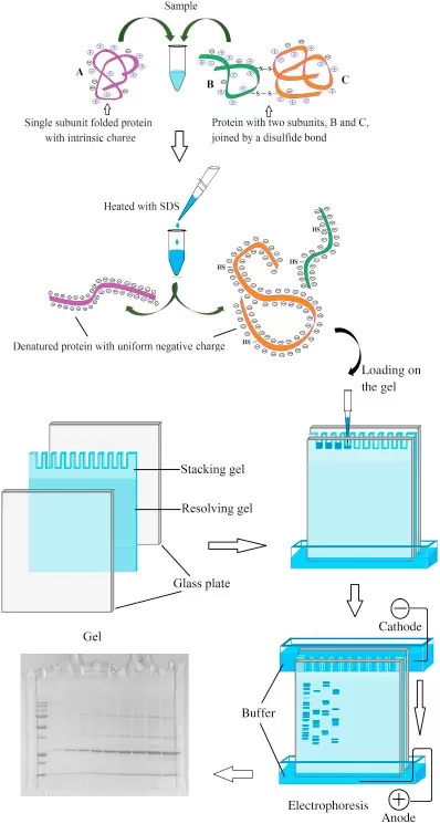 Schematic of SDS-PAGE gel structure and protein migration
